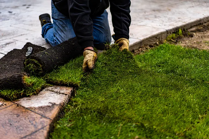 Sod Installation